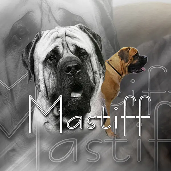 Dessin de mastiff, motif 264-01 pour plaque attention au chien
