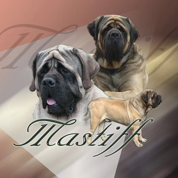 Dessin de old english mastiff, motif 264-02 pour plaque attention au chien
