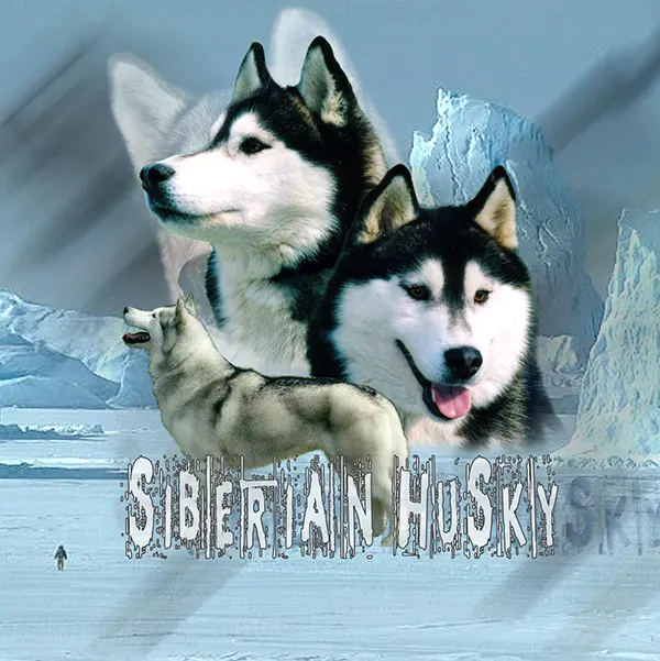 Dessin de husky de sibérie, motif 270-01 pour plaque attention au chien