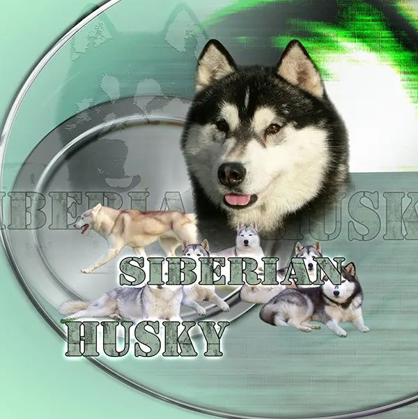 Dessin de husky sibérien, motif 270-02 pour plaque attention au chien