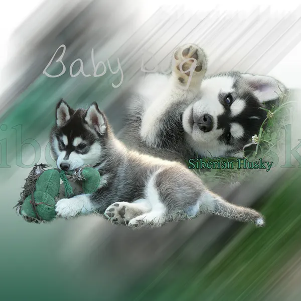Dessin de chiot husky, motif 270-03 pour plaque attention au chien