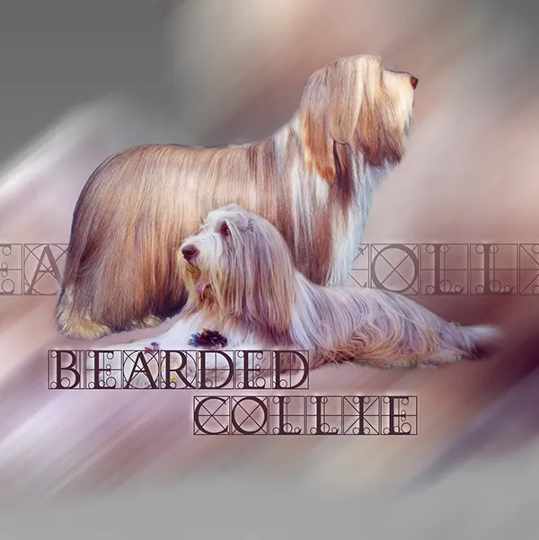 Dessin de bearded collie, motif 271-01 pour plaque attention au chien