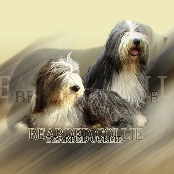Dessin de colley barbu, motif 271-02 pour plaque attention au chien