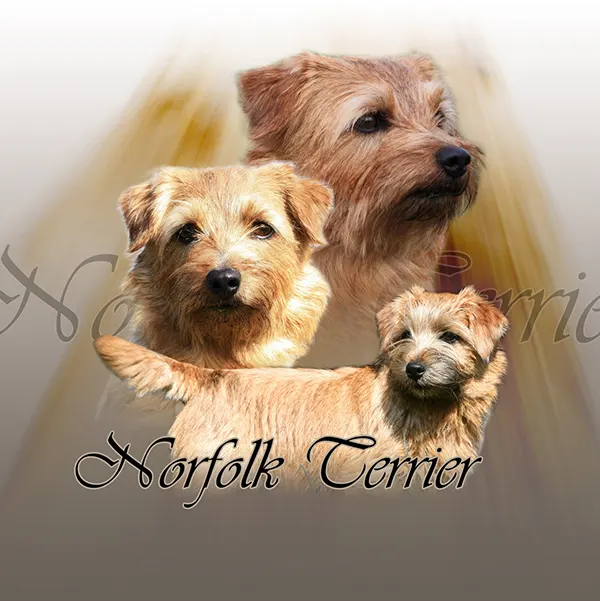 Dessin de terrier de norfolk, motif 272-01 pour plaque attention au chien