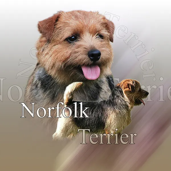 Dessin de norfolk terrier, motif 272-02 pour plaque attention au chien
