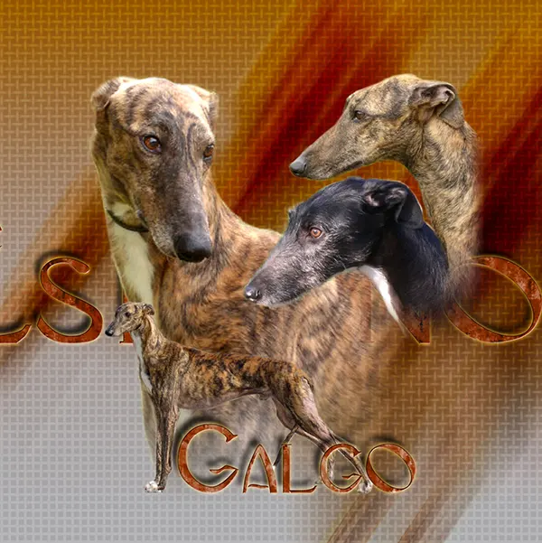 Dessin de lévrier galgo espagnol, motif 285-01 pour plaque attention au chien