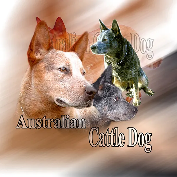 Dessin de bouvier australien, motif 287-01 pour plaque attention au chien