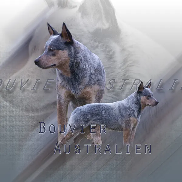 Dessin de cattle dog, motif 287-02 pour plaque attention au chien