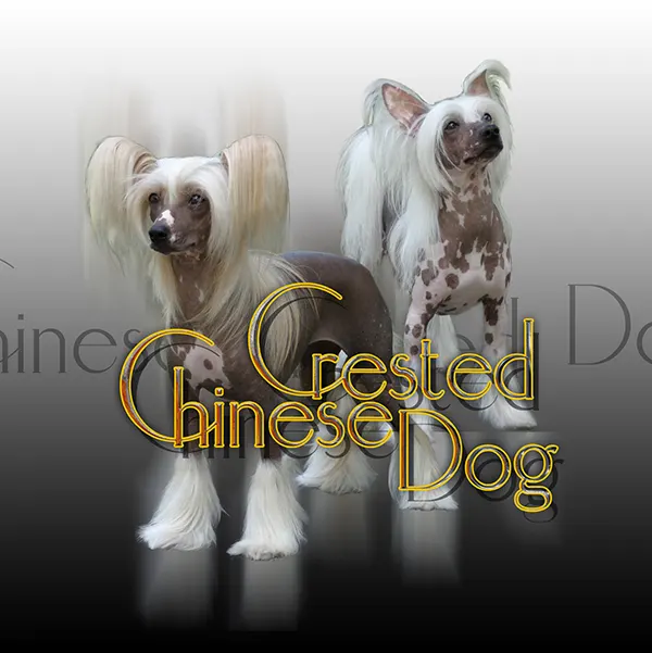 Dessin de chien chinois, motif 288-01 pour plaque attention au chien
