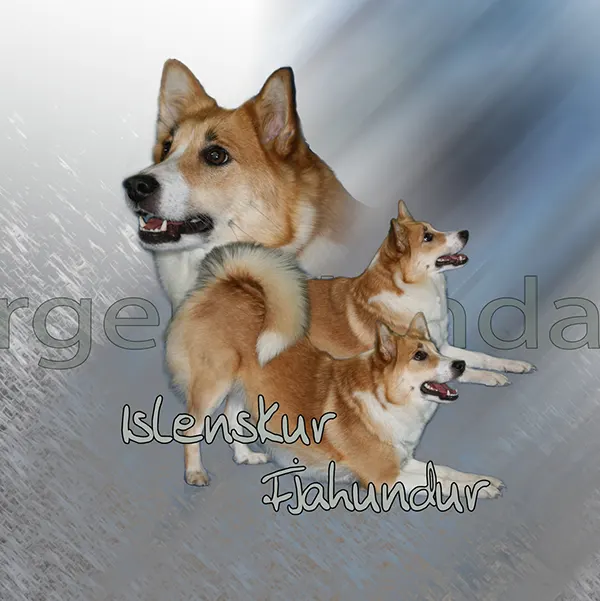 Dessin de berger islandais, motif 289-01 pour plaque attention au chien