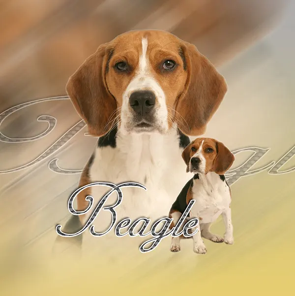 Dessin de chien beagle, motif 290-01 pour plaque attention au chien