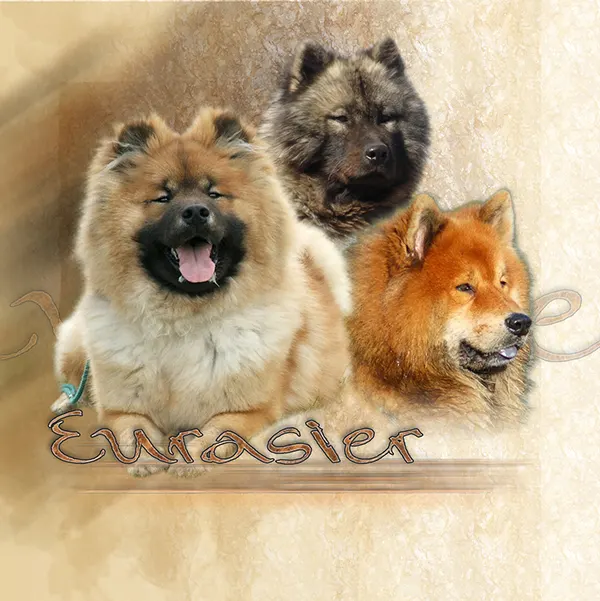 Dessin de eurasien, motif 291-01 pour plaque attention au chien