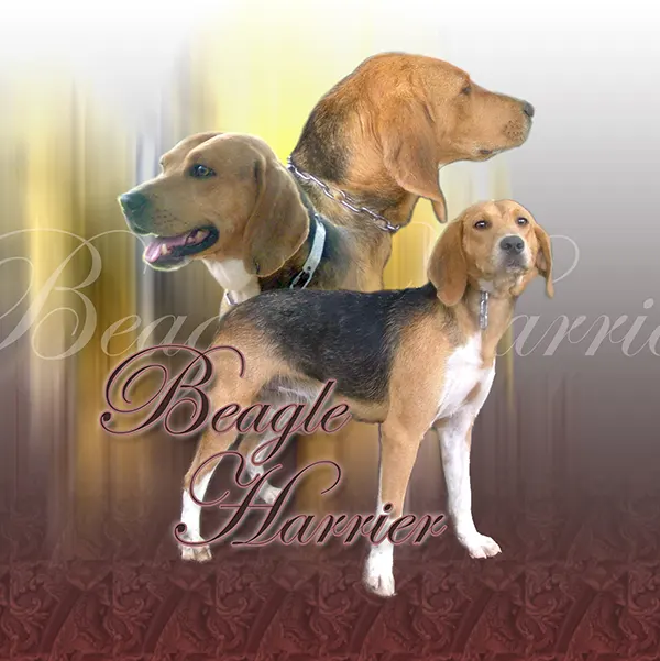 Dessin de chien beagle harrier, motif 290-02 pour plaque attention au chien