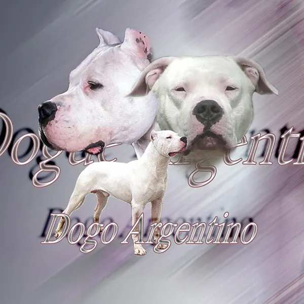Dessin de dogo argentin, motif 292-01 pour plaque attention au chien