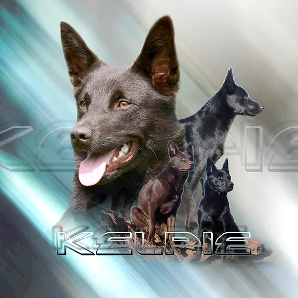 Dessin de chien kelpie, motif 293-01 pour plaque attention au chien