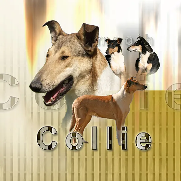 Dessin de colley poil ras, motif 296-01 pour plaque attention au chien