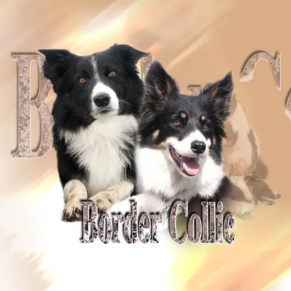 Dessin de border collie, motif 297-01 pour plaque attention au chien