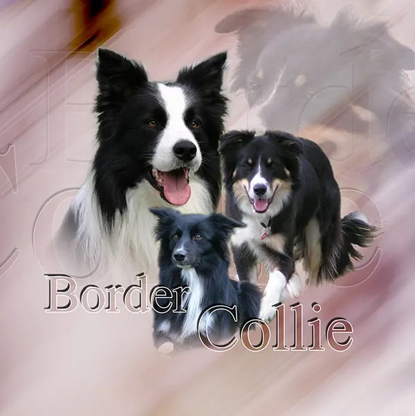 Dessin de chien border collie, motif 297-02 pour plaque attention au chien