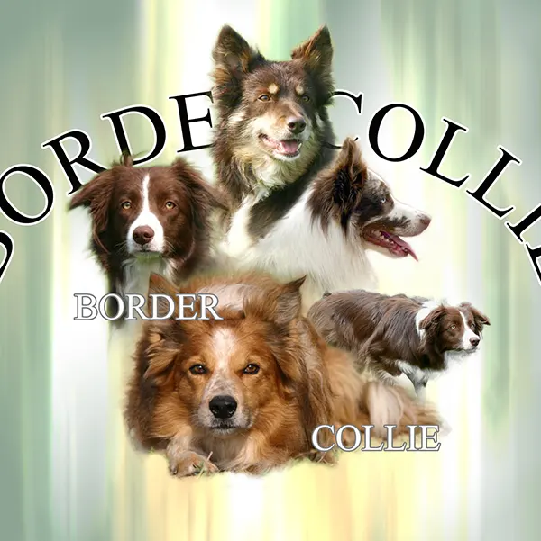 Dessin de border collie rouge, motif 297-03 pour plaque attention au chien