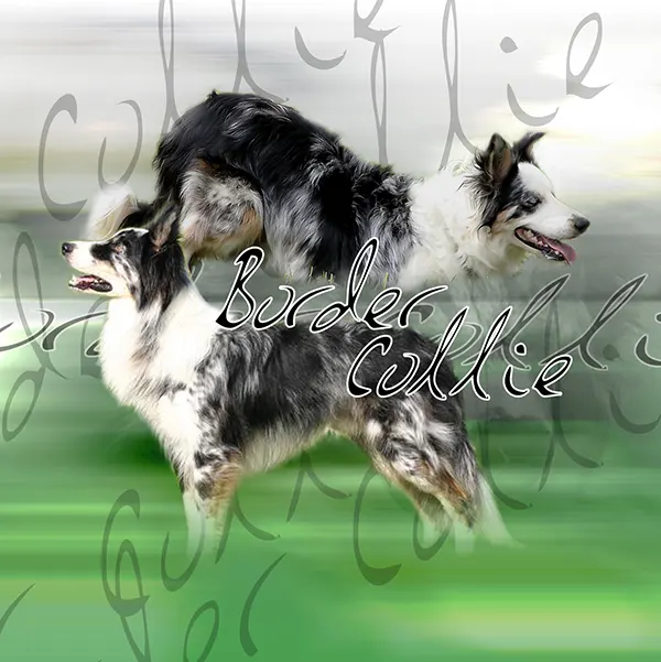 Dessin de border collie arlequin, motif 297-04 pour plaque attention au chien