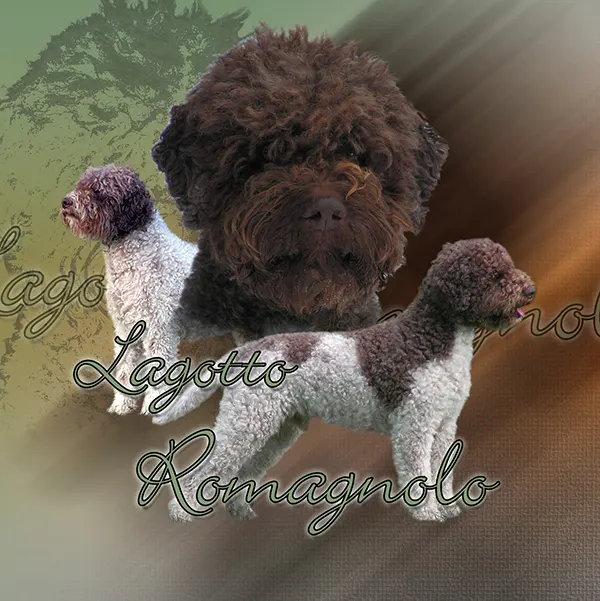 Dessin de chien d'eau romagnol, motif 298-01 pour plaque attention au chien