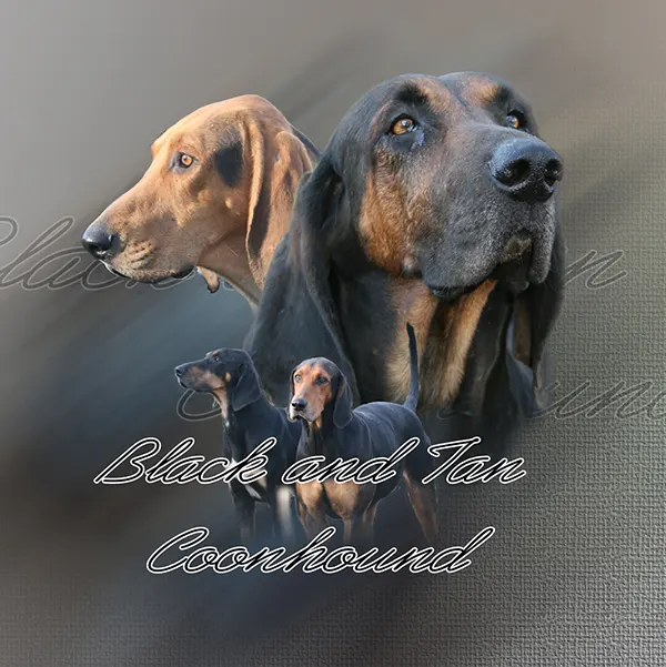 Dessin de Chien noir et feu pour la chasse, motif 300-01 pour plaque attention au chien