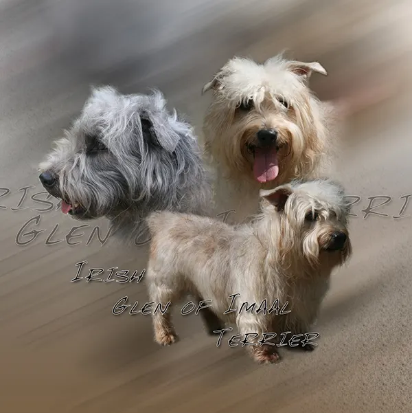 Dessin de Terrier irlandais Glen of Imaal, motif 302-01 pour plaque attention au chien