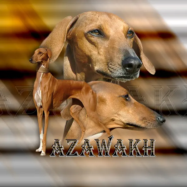 Dessin de lévrier azawakh, motif 307-01 pour plaque attention au chien