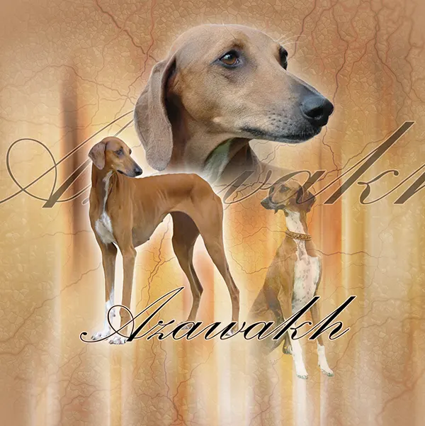 Dessin de azawakh, motif 307-02 pour plaque attention au chien