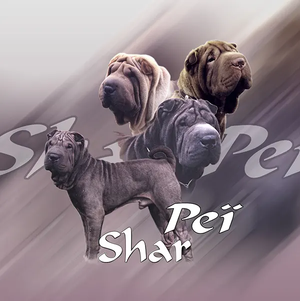 Dessin de shar pei, motif 309-01 pour plaque attention au chien