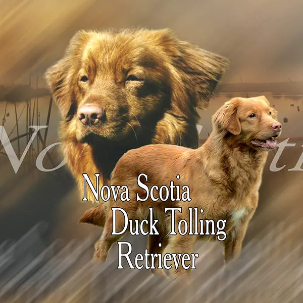 Dessin de retriever de la nouvelle-écosse, motif 312-01 pour plaque attention au chien