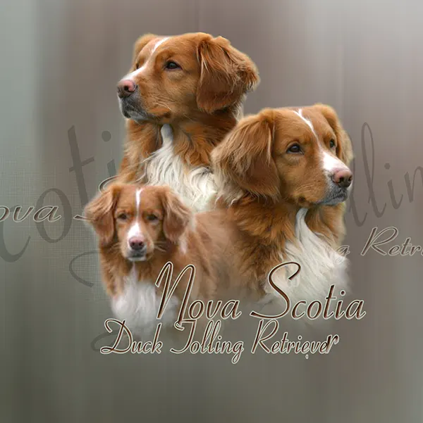 Dessin de nova scotia, motif 312-02 pour plaque attention au chien