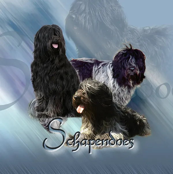 Dessin de schapendoes néerlandais, motif 313-01 pour plaque attention au chien