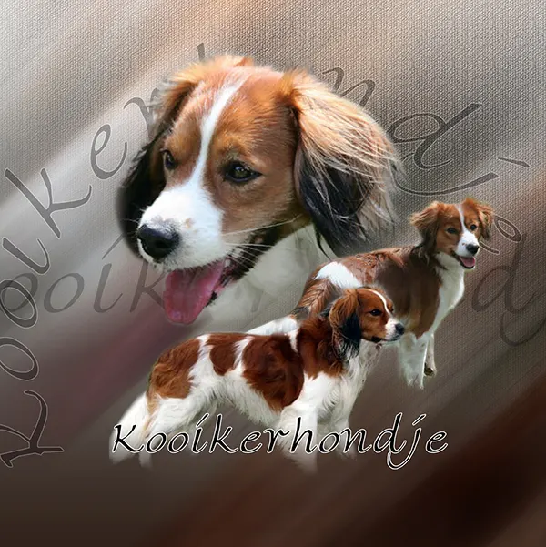 Dessin de petit chien hollandais de chasse, motif 314-01 pour plaque attention au chien