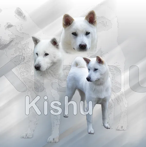 Dessin de kishu, motif 318-01 pour plaque attention au chien