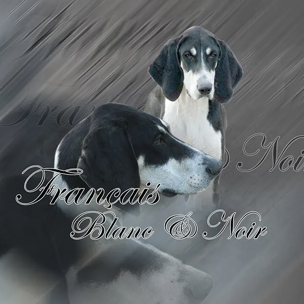 Dessin de chien français noir et blanc, motif 323-01 pour plaque attention au chien