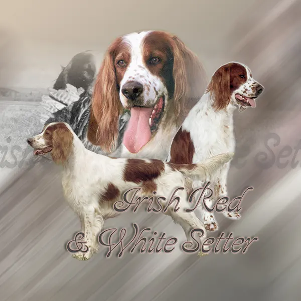 Dessin de setter irlandais rouge et blanc, motif 330-01 pour plaque attention au chien