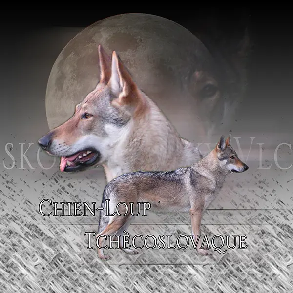 Dessin de chien-loup tchécoslovaque, motif 332-01 pour plaque attention au chien