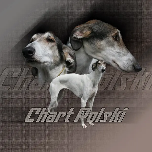 Dessin de Lévrier Polonais, motif 333-01 pour plaque attention au chien