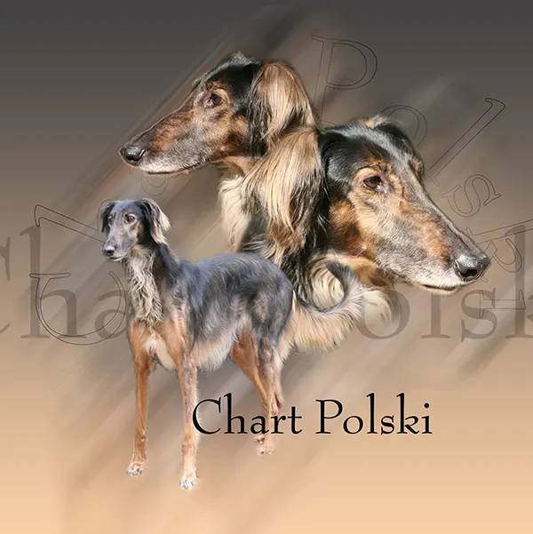 Dessin de chart polski, motif 333-02 pour plaque attention au chien
