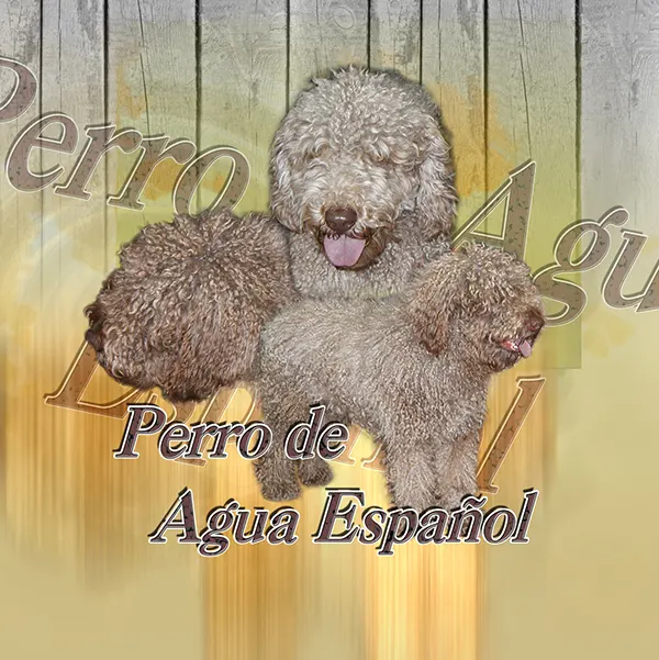 Dessin de Perro de agua espagnol, motif 336-01 pour plaque attention au chien