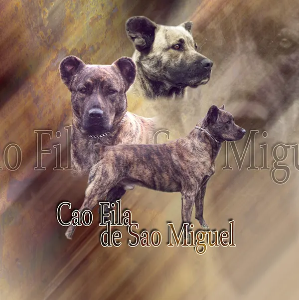 Dessin de Fila de São Miguel, motif 340-01 pour plaque attention au chien