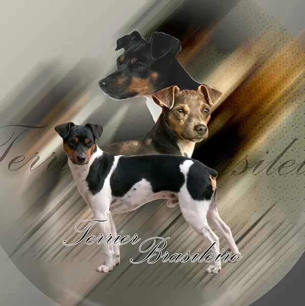 Dessin de terrier bresilien, motif 341-01 pour plaque attention au chien