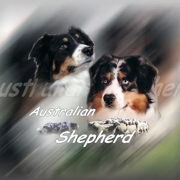 Dessin de berger australien, motif 342-01 pour plaque attention au chien