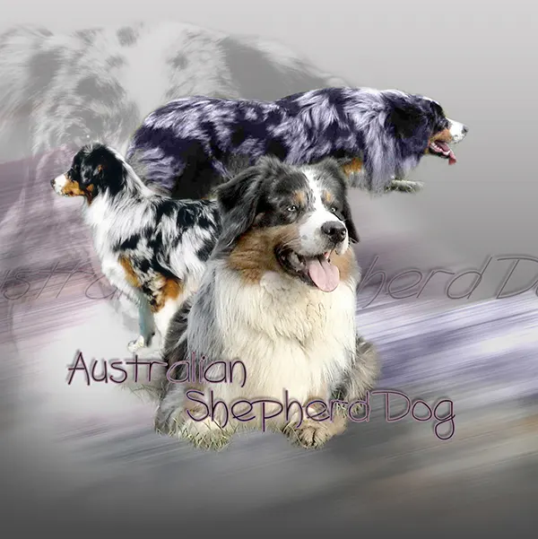 Dessin de australian shepherd, motif 342-02 pour plaque attention au chien