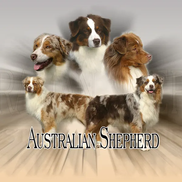 Dessin de berger australien rouge, motif 342-03 pour plaque attention au chien