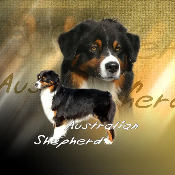 Dessin de berger australien tricolor, motif 342-04 pour plaque attention au chien