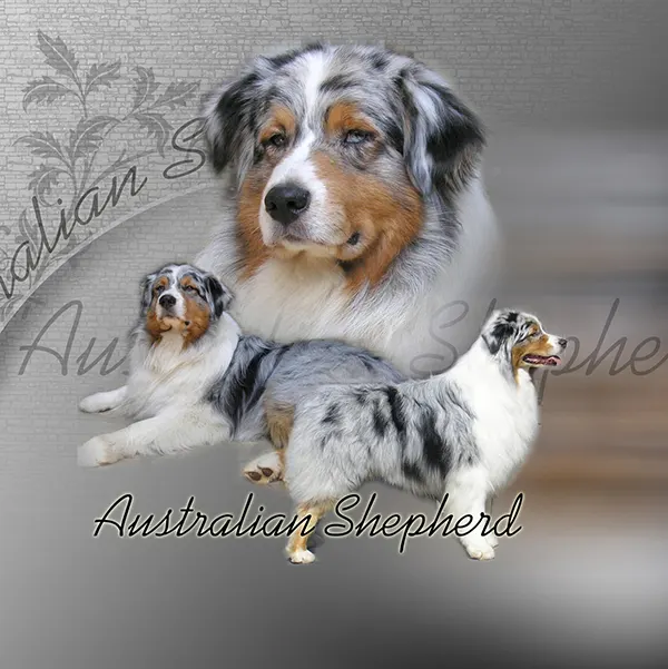 Dessin de berger australien bleu, motif 342-06 pour plaque attention au chien