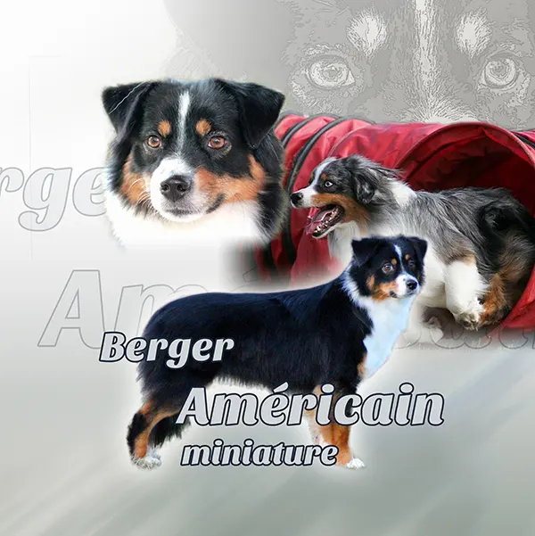Dessin de mini berger australien, motif 342-07 pour plaque attention au chien