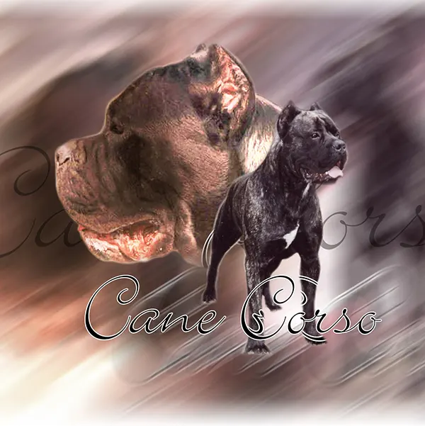 Dessin de cane corso, motif 343-01 pour plaque attention au chien